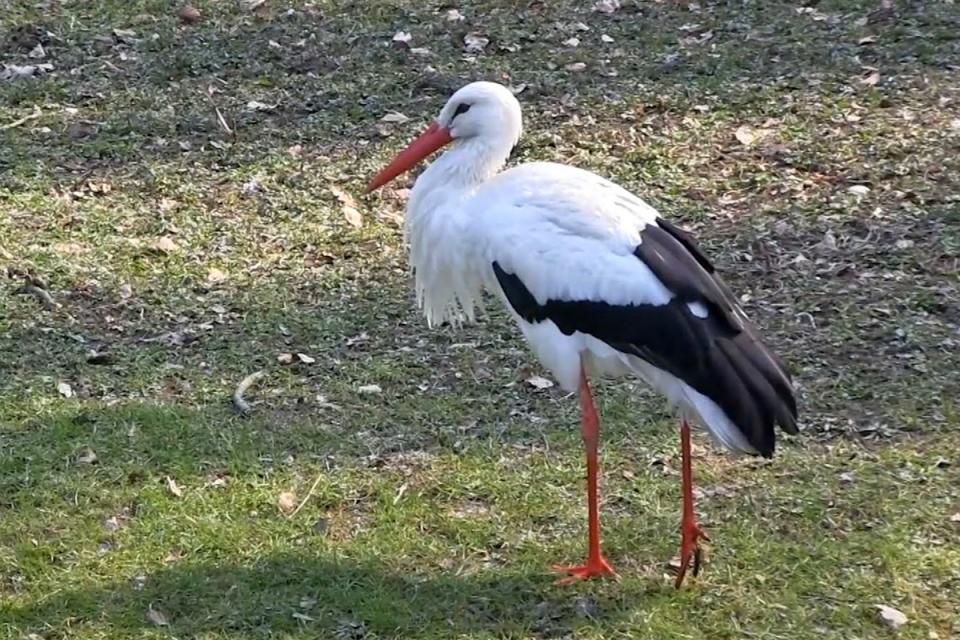 Лелека білий Ciconia ciconia