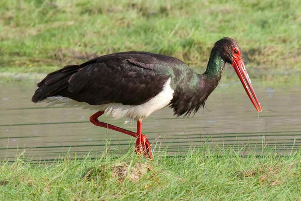 Лелека чорний Ciconia nigra