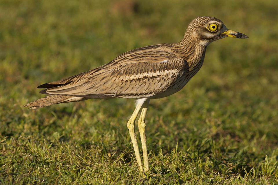 Авдотка Burhinus oedicnemus