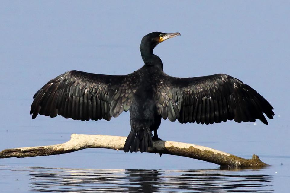 Баклан великий Phalacrocorax carbo
