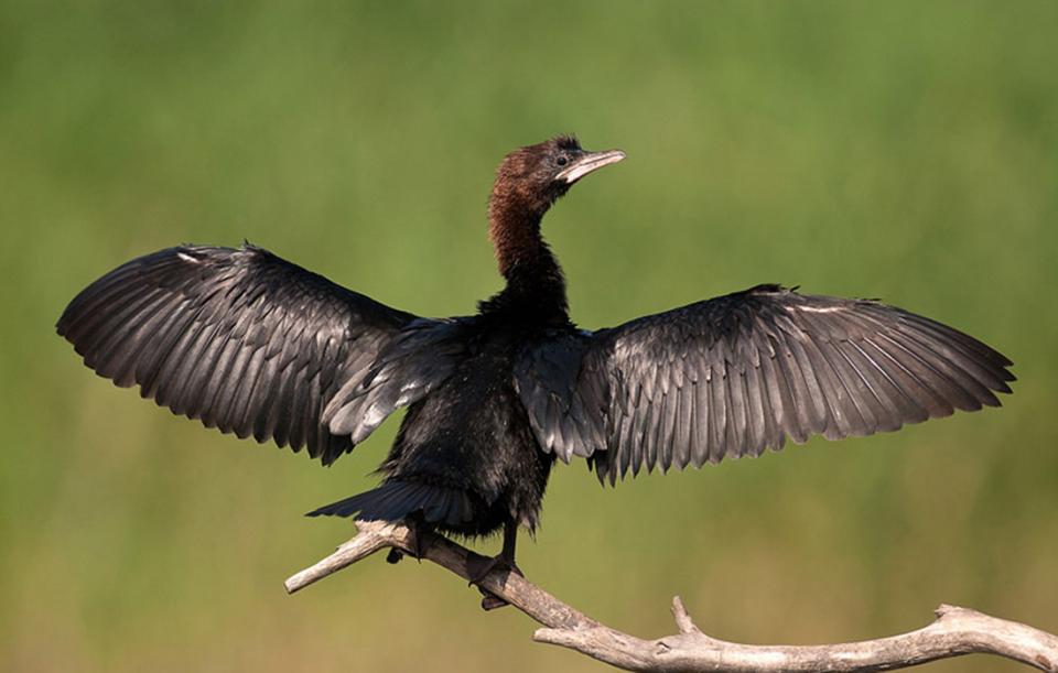 Баклан малий Phalacrocorax pygmaeus