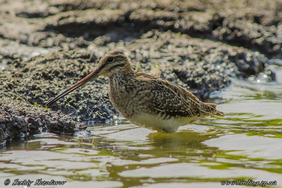 Бекас Gallinago gallinago