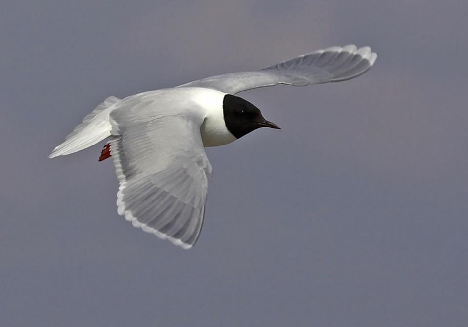 Мартин малий Larus minutus