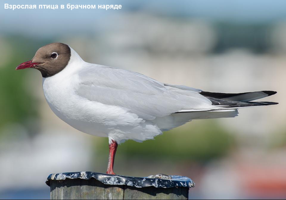 Мартин звичайний Larus ridibundus