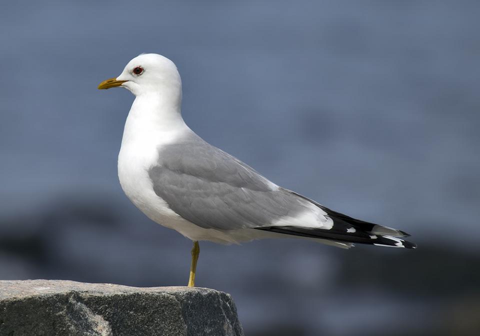 Мартин сизий Larus canus