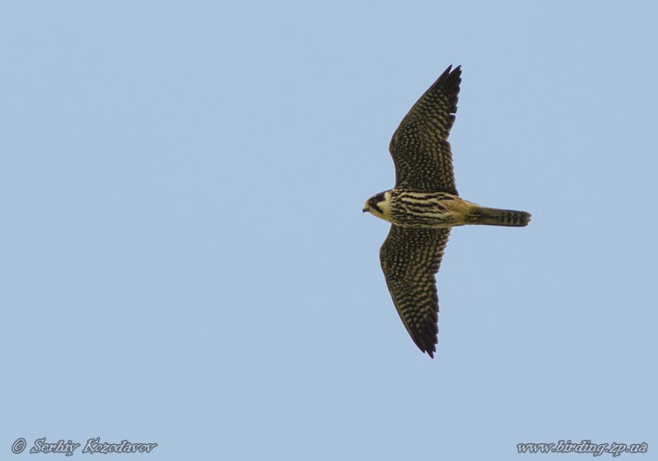 Підсоколик великий Falco subbuteo