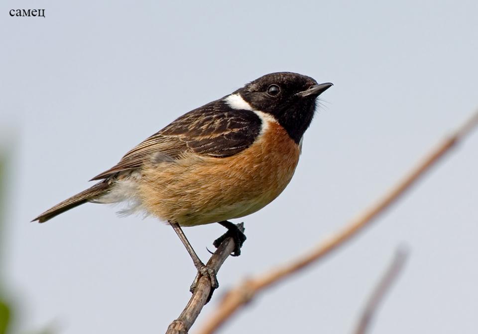 Трав'янка європейська Saxicola rubicola