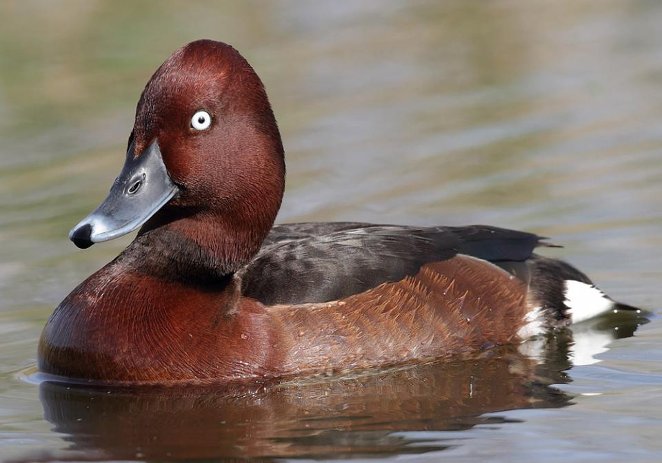 Чернь білоока Aythya nyroca