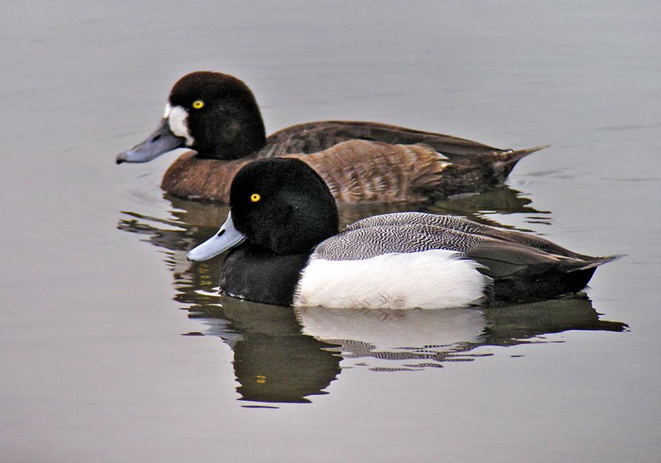 Чернь морська Aythya marila