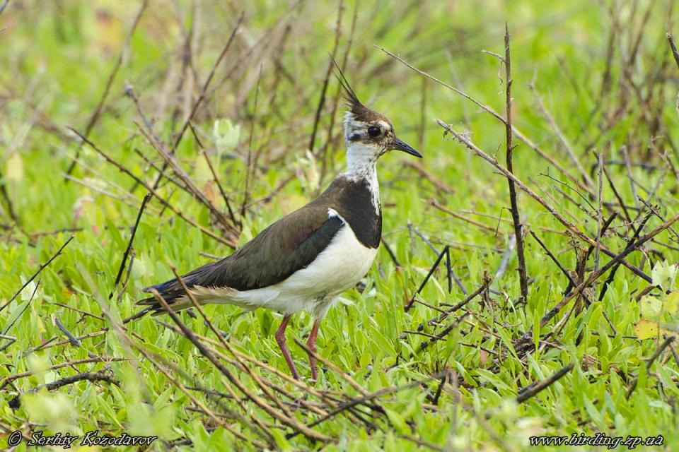 Чайка чубата Vanellus vanellus