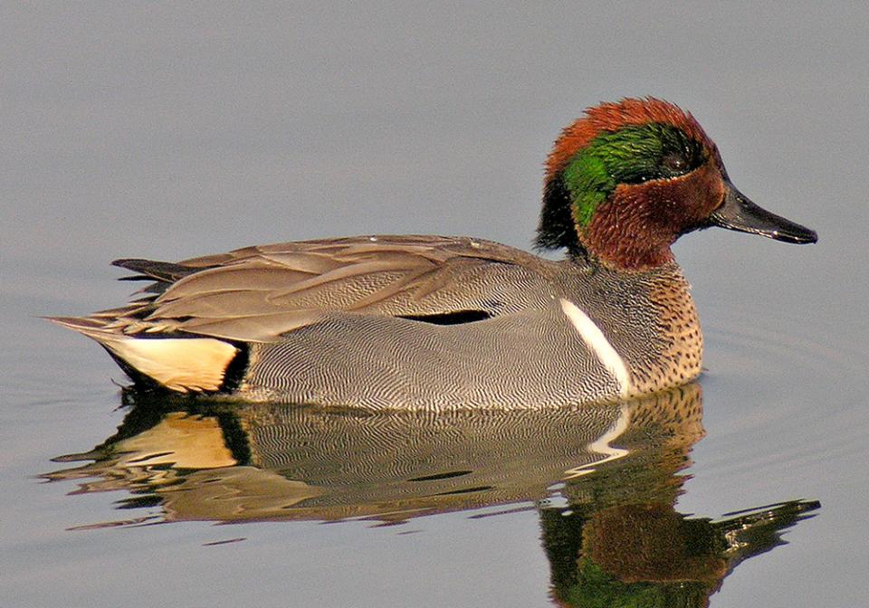 Чирянка мала Anas crecca