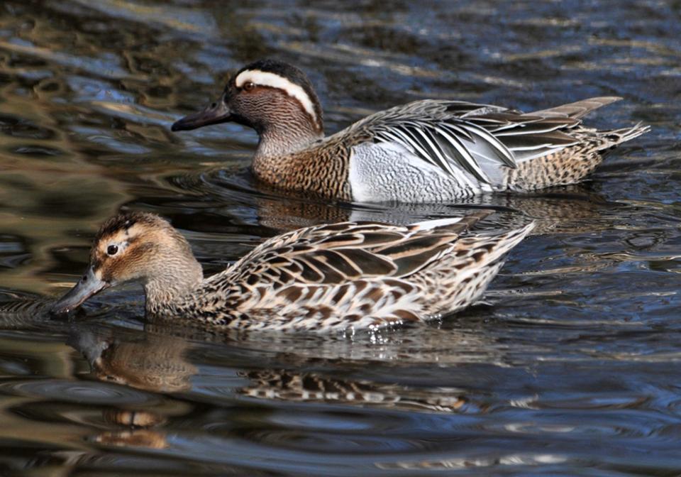 Чирянка велика Anas querquedula
