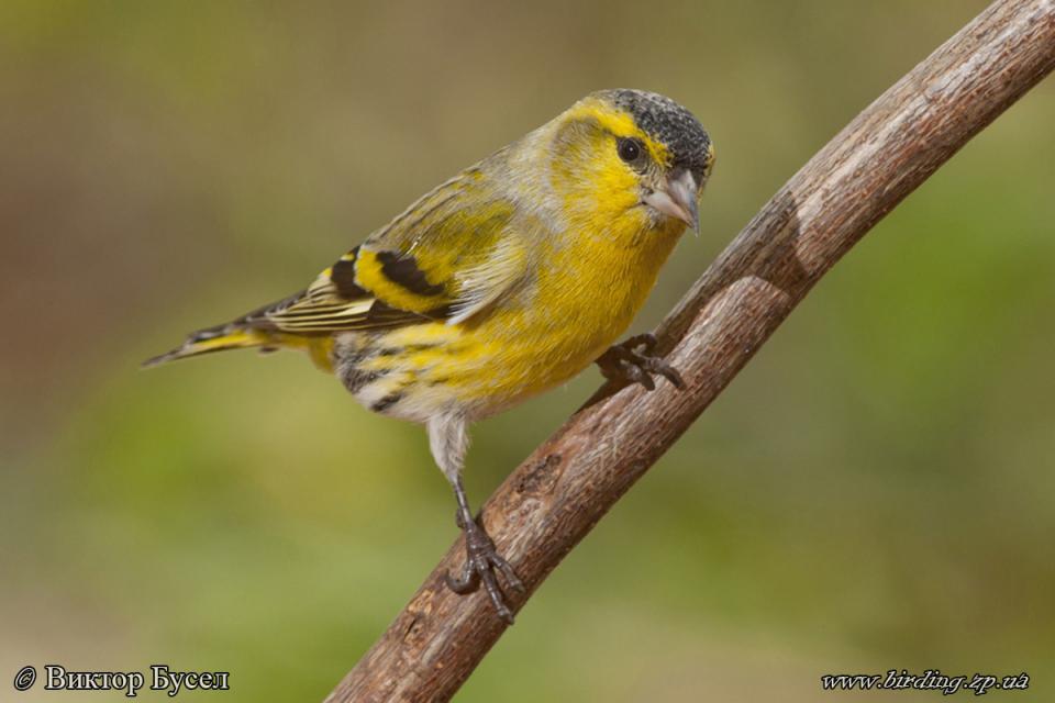 Чиж Spinus spinus