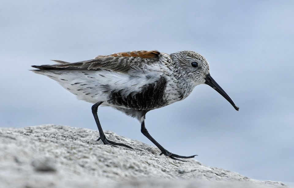 Побережник чорногрудий (чорноволик) Calidris alpina