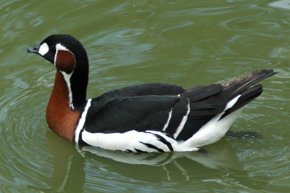 Казарка червоновола Rufibrenta ruficollis