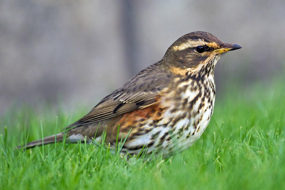 Дрізд білобровий Turdus iliacus