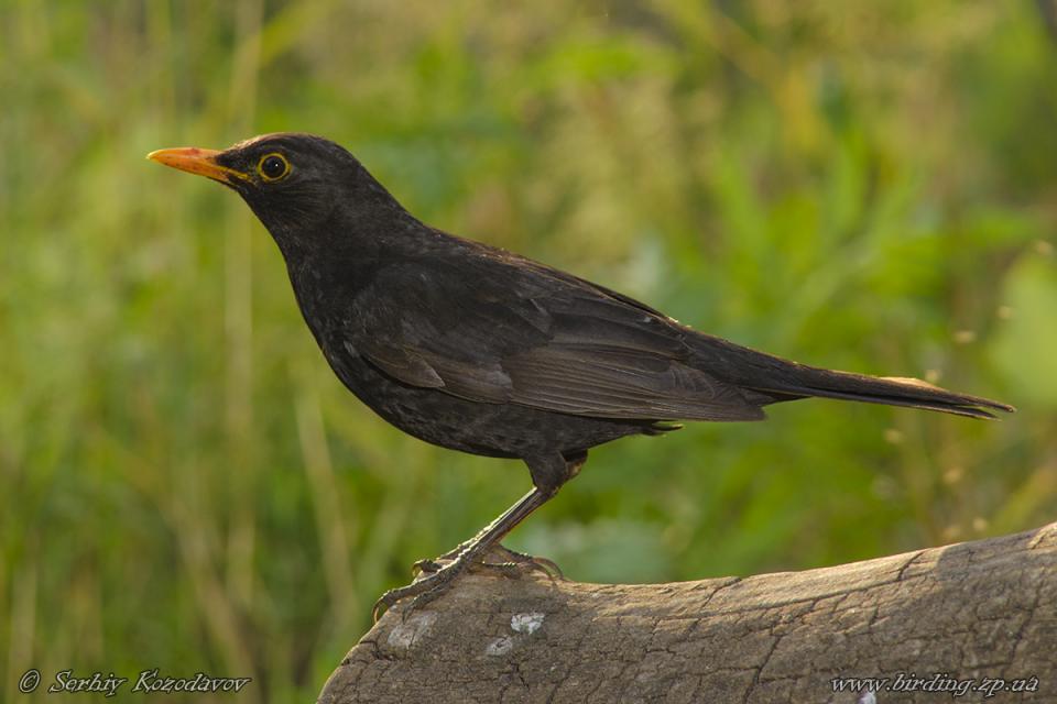 Дрізд чорний Turdus merula