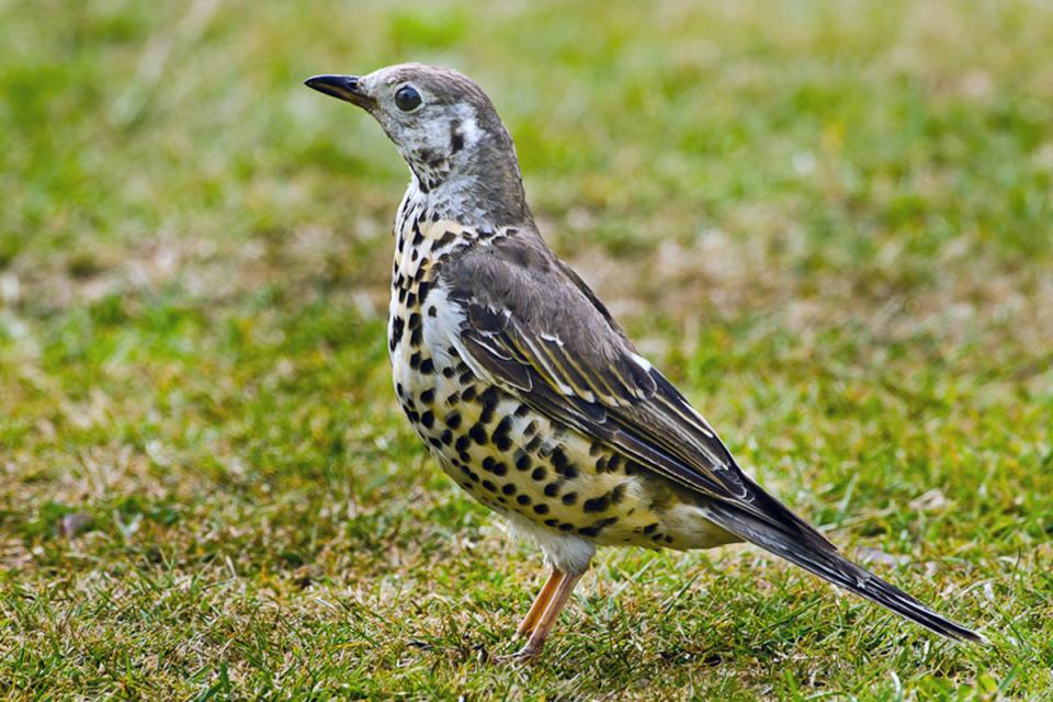 Дрізд-омелюх Turdus viscivorus