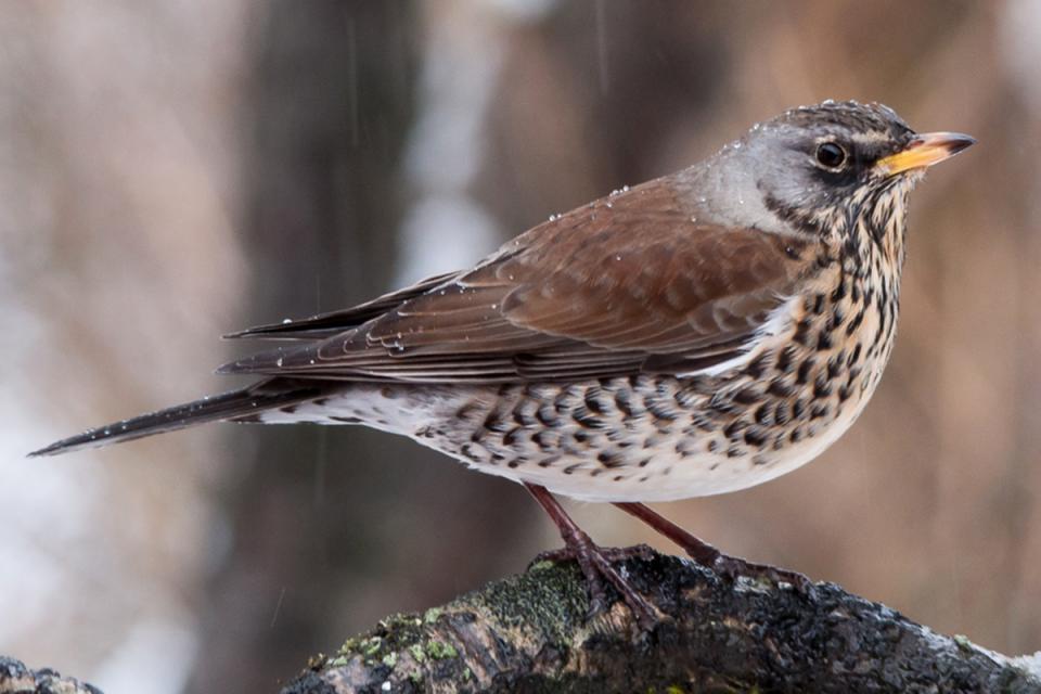 Чикотень Turdus pilaris