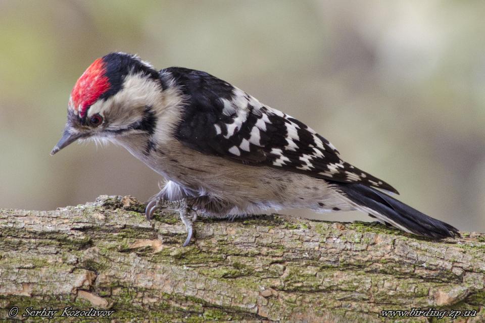 Дятел малий Dendrocopos minor