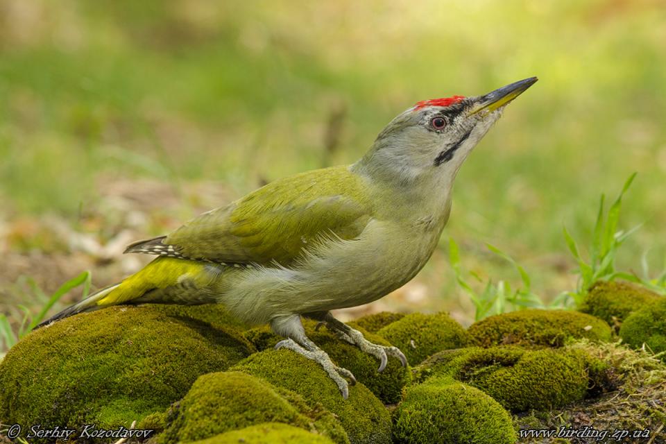 Жовна сива Picus canus