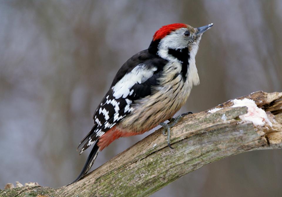 Дятел середній Dendrocopos medius