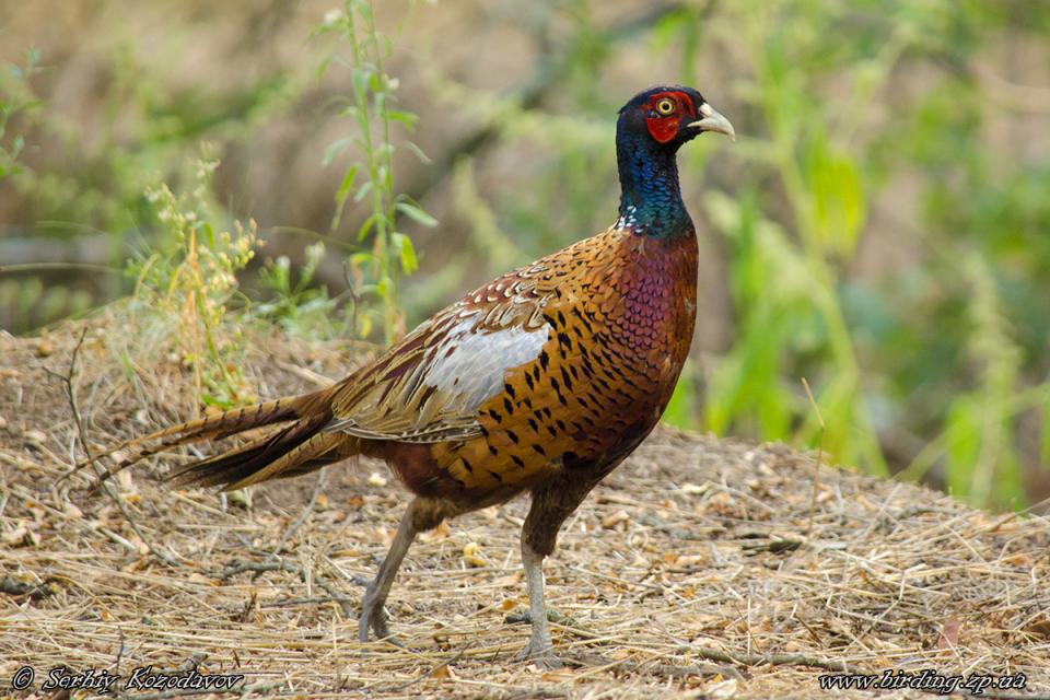 Фазан звичайний Phasianus colchicus