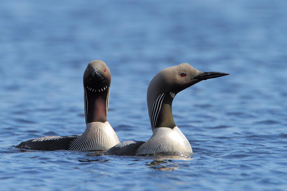 Гагара чорношия Gavia arctica