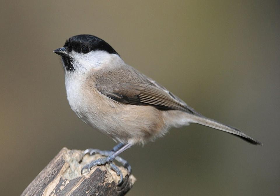 Гаїчка болотяна Parus palustris