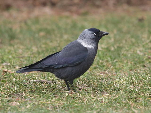 Галка Corvus monedula