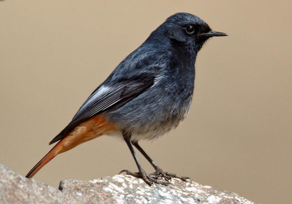 Горихвістка чорна Phoenicurus ochruros