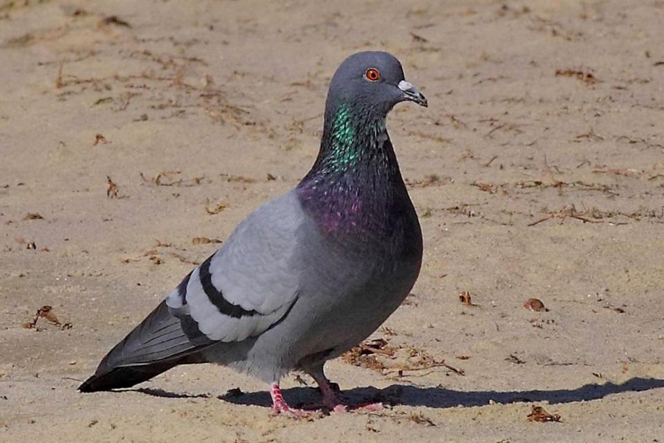 Голуб сизий Columba livia