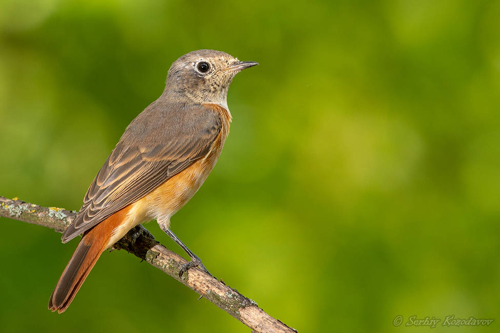 Горихвістка звичайна Phoenicurus phoenicurus