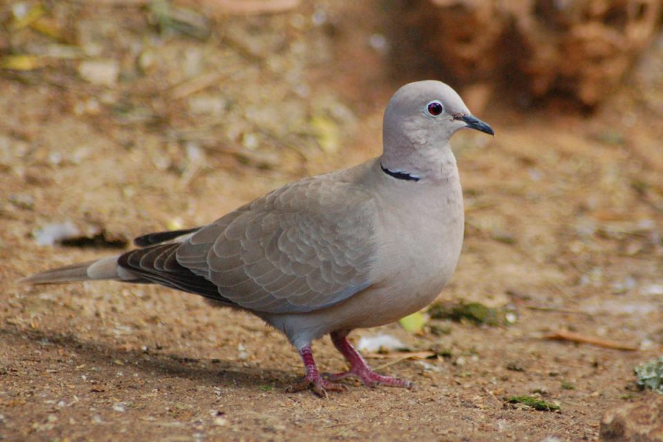 Горлиця садова Streptopelia decaocto