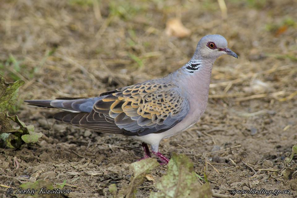 Горлиця звичайна Streptopelia turtur