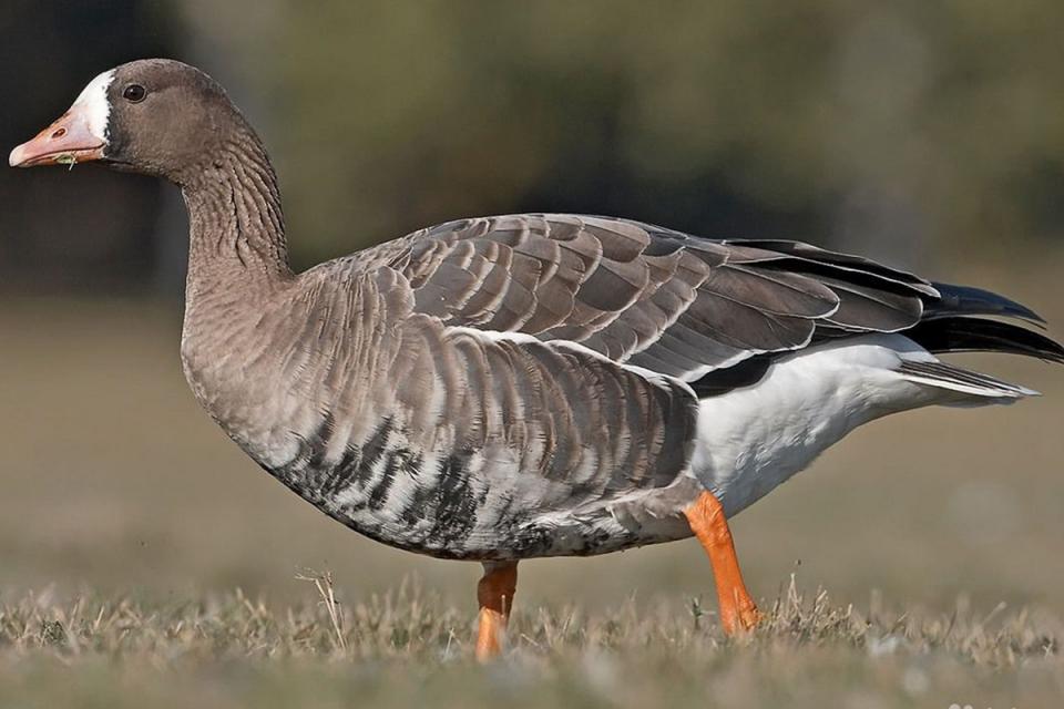 Гуска білолоба Anser albifrons