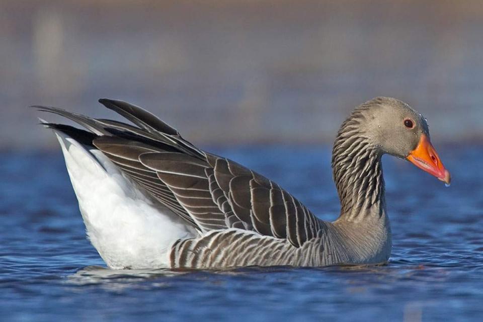 Гуска сіра Anser anser