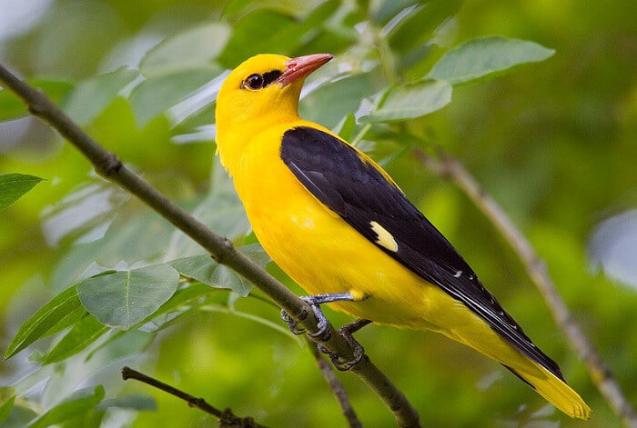 Вивільга звичайна Oriolus oriolus