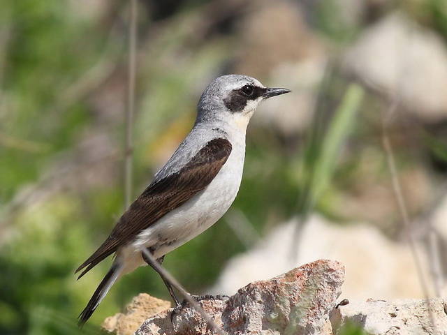 Кам'янка звичайна Oenanthe oenanthe