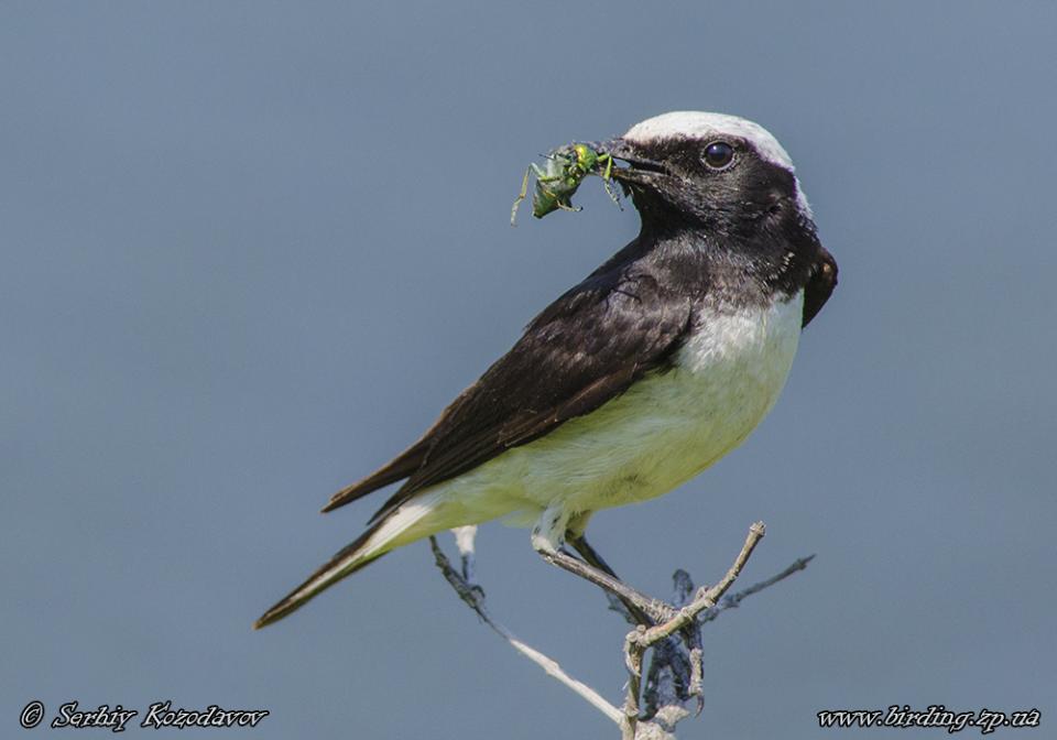Кам'янка лиса Oenanthe pleschanka