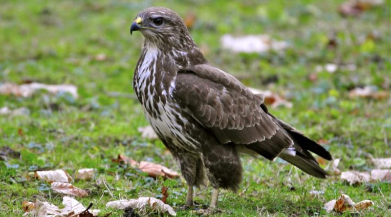 Канюк звичайний Buteo buteo