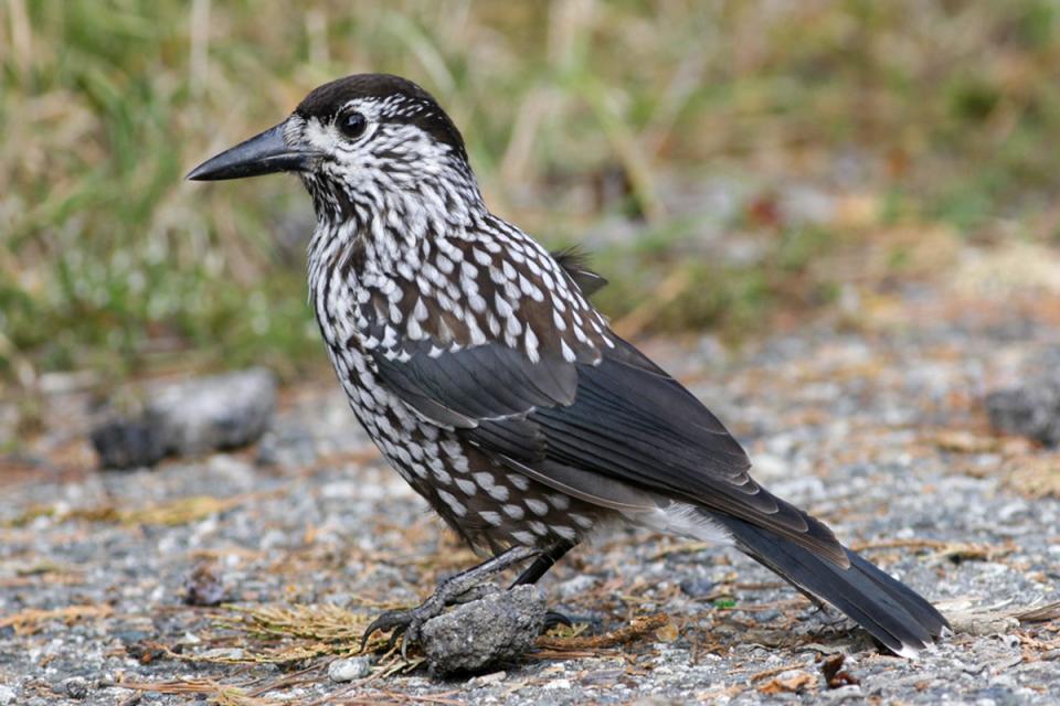 Горіхівка крапчаста Nucifraga caryocatactes