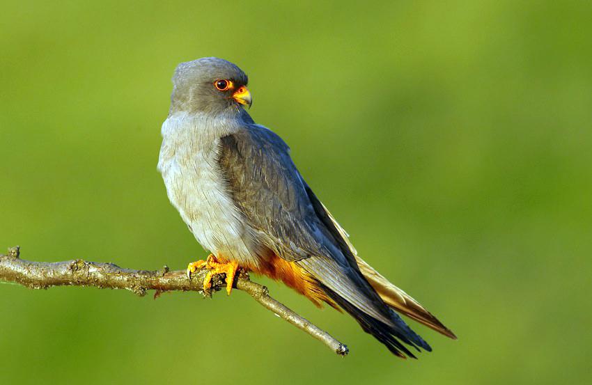 Кібчик червононогий Falco vespertinus