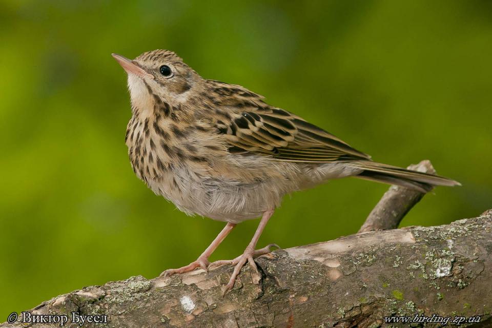 Щеврик лісовий Anthus trivialis