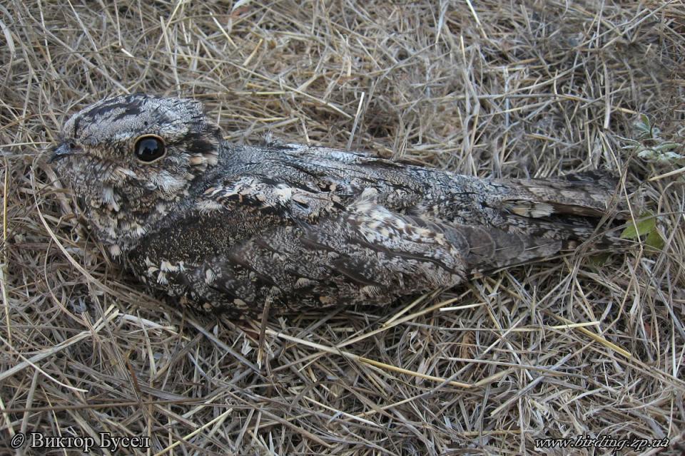 Дрімлюга звичайний Caprimulgus europaeus