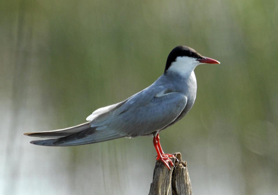 Крячок білощокий Chlidonias hybrida