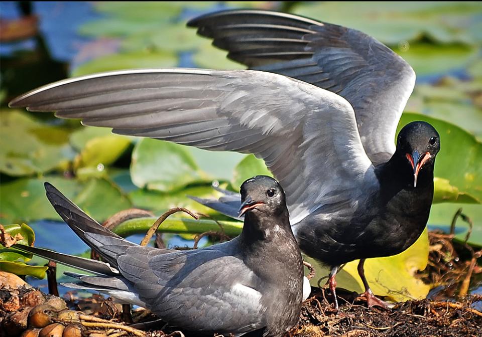 Крячок чорний Chlidonias niger