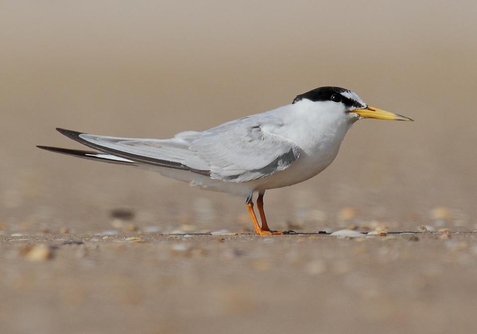 Крячок малий Sterna albifrons