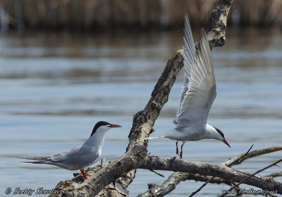 Крячок річковий Sterna hirundo