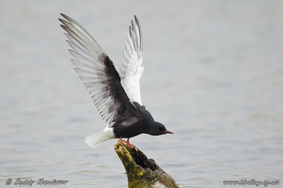 Крячок білокрилий Chlidonias leucopterus
